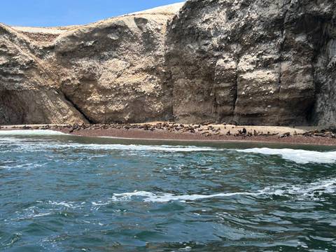       Colony of sea lions resting on a narrow rocky beach beneath towering cliffs.
  