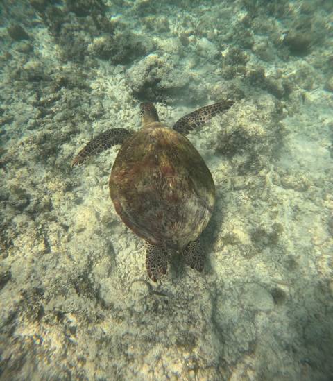       Green sea turtle swimming above a sandy coral seabed in clear water.
  