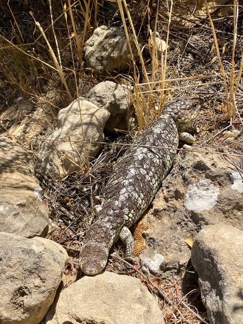       Photo d'avis client sur Circuit original de 7 jours de Perth à Exmouth Explorer et Ningaloo Reef 
  