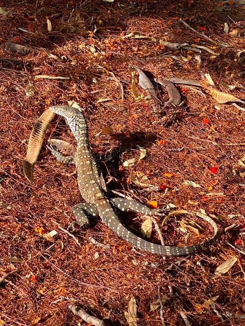       Photo d'avis client sur Circuit original de 7 jours de Perth à Exmouth Explorer et Ningaloo Reef 
  