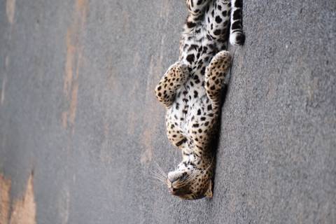       Leopard lying relaxed on its back in the middle of a paved road within a reserve.
  