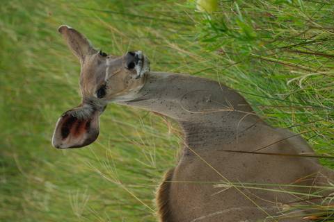      Close-up of a kudu standing alert in tall green grass.
  