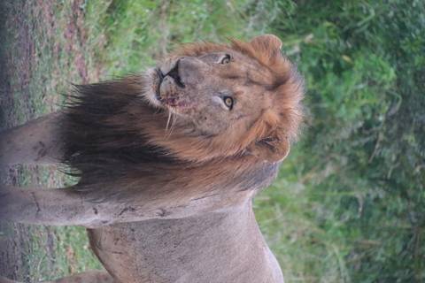       Majestic male lion with dark mane standing alert in grassy bushland.
  