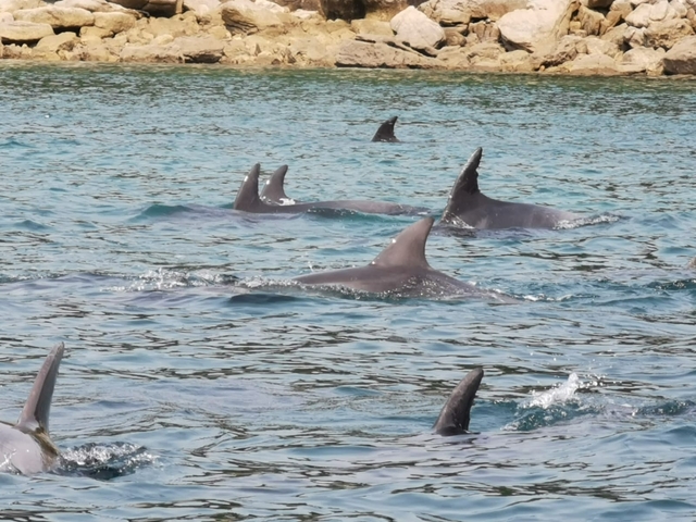 Group of dolphins swimming in the ocean.