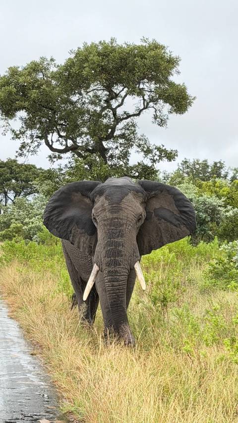       Close frontal view of a large African elephant standing alert in green bushland.
  