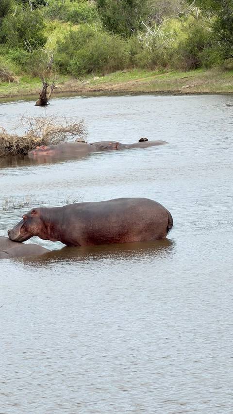       Hippo partially submerged and standing in a river with other hippos resting nearby.
  
