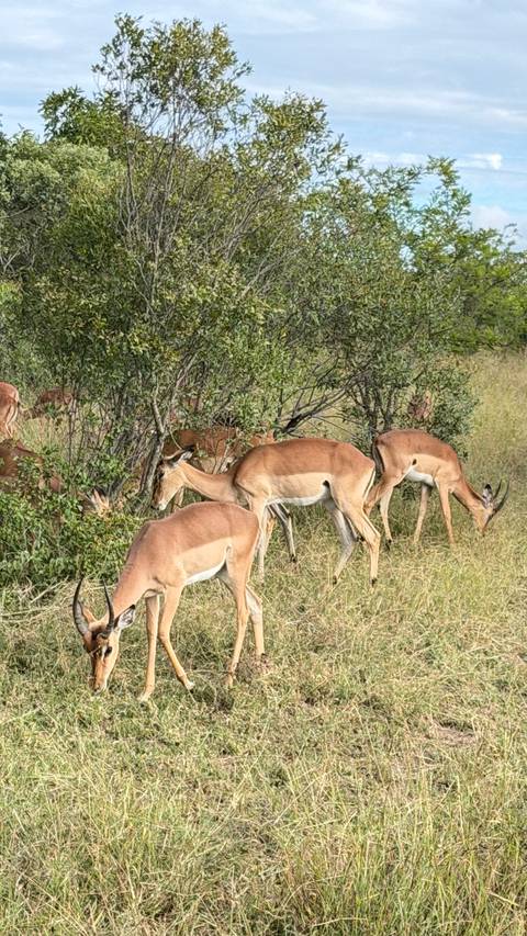       Herd of impalas grazing in tall grass beside bushy thickets.
  