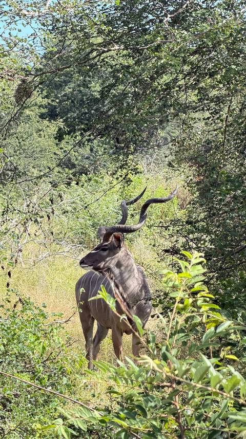       Side profile of a male kudu with impressive spiral horns in dense bush.
  