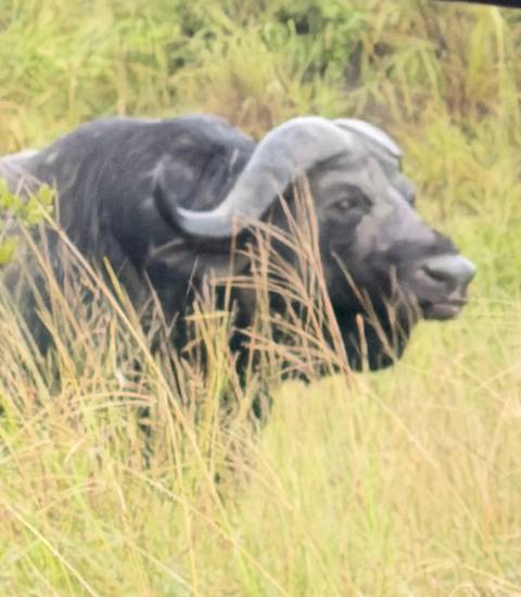       Blurry close-up of a Cape buffalo partially obscured by tall grass.
  