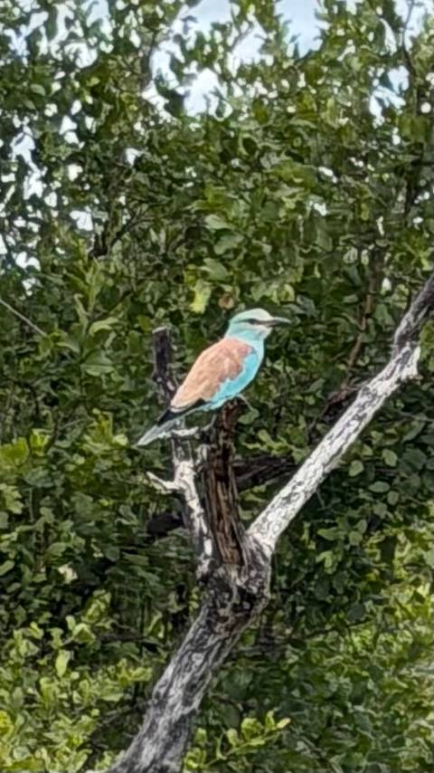       Photo d'avis client sur 5 jours de safari dans le parc national Kruger et sur la route panoramique 
  