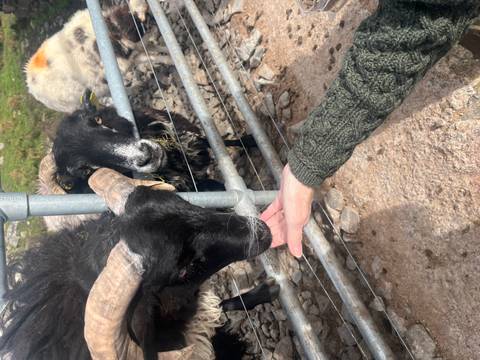       Traveller feeds friendly black sheep through metal farm fencing.
  