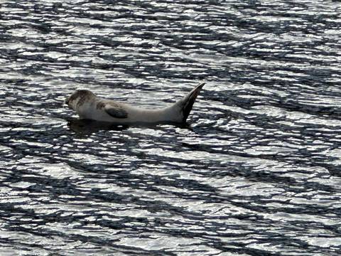       Single seal floating on rippled dark water with head and tail visible
  