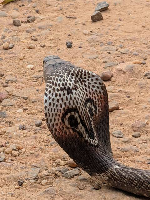       Close-up of patterned cobra hood against sandy ground.
  