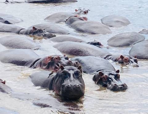       Congregation of hippos submerged in a muddy river pool with birds on their backs
  