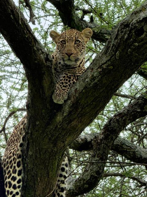       Leopard lounging on a tree branch, peering down through acacia foliage
  
