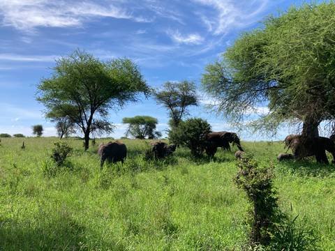       Herd of elephants grazing on lush green savannah dotted with acacia trees under blue sky
  