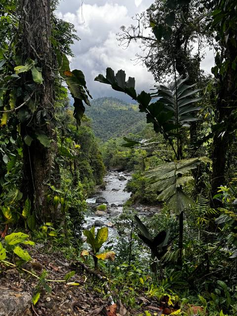 Jungle landscape with river flowing through rocks.