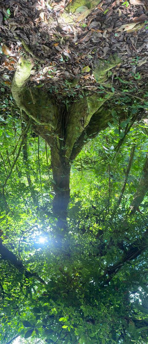 Sunlight filtering through tall trees in a dense forest.