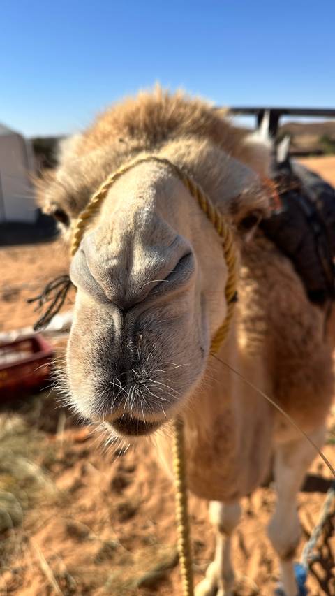       Close-up of a camel’s muzzle with braided rope harness against a desert background.
  