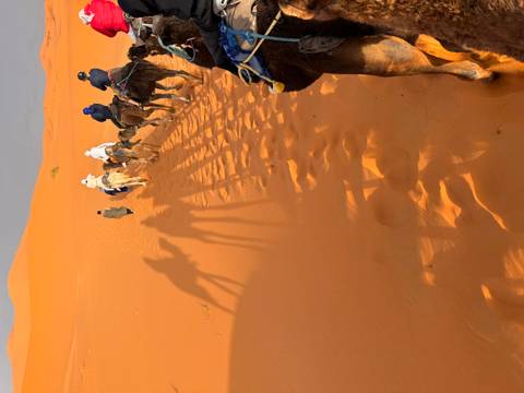       Camel caravan with long shadows treks across orange Sahara dunes under afternoon sun.
  