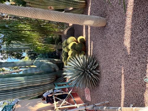       Succulent and cactus beds in the famous Jardin Majorelle with patterned gravel paths.
  