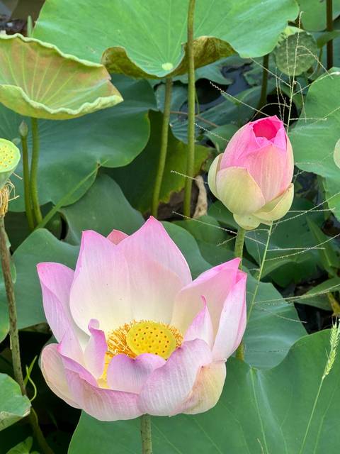       Close-up of pink lotus blossoms surrounded by broad green leaves.
  