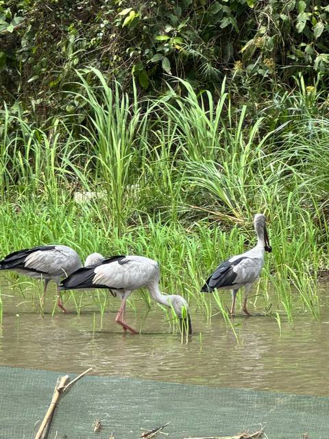       Three grey storks foraging in a shallow marsh surrounded by tall green grasses.
  