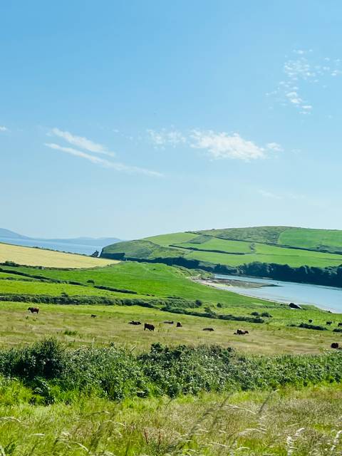       Sunny panorama of rolling green fields meeting a calm blue bay on the Irish coast.
  