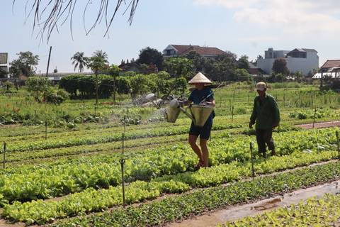       Local farmers watering neat rows of vegetables in a sunny rural garden outside Hoi An.
  