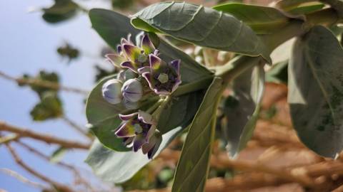       Close-up of budding desert flower with blurred sandy background.
  