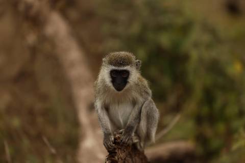       Portrait of a vervet monkey against a blurred natural background
  