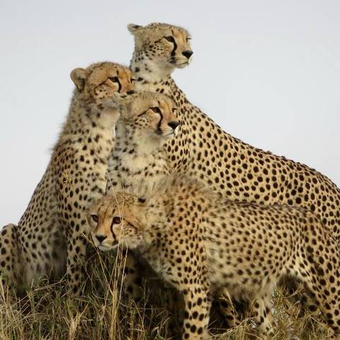       Photo d'avis client sur Expédition essentielle de 15 jours au Kenya et en Tanzanie 
  