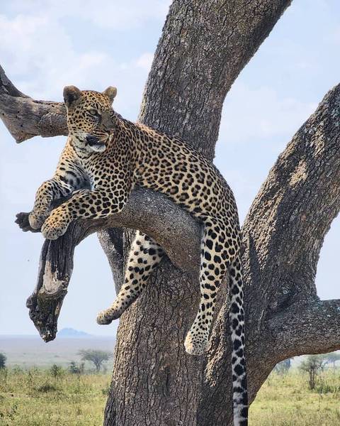       Photo d'avis client sur Expédition essentielle de 15 jours au Kenya et en Tanzanie 
  