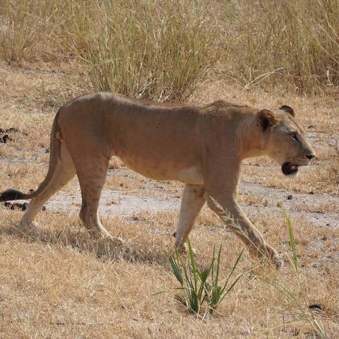       Side view of a lion walking through dry savannah grass
  