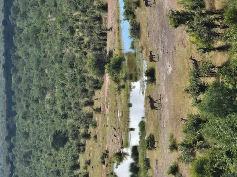       Antelope and other wildlife graze and drink near small ponds in a sprawling green savanna.
  