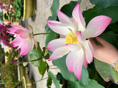       Klantbeoordelingsfoto van Het beste van Vietnam - 14 dagen 
  