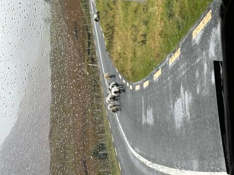       Rain-speckled windshield view of sheep crossing a narrow Irish road
  