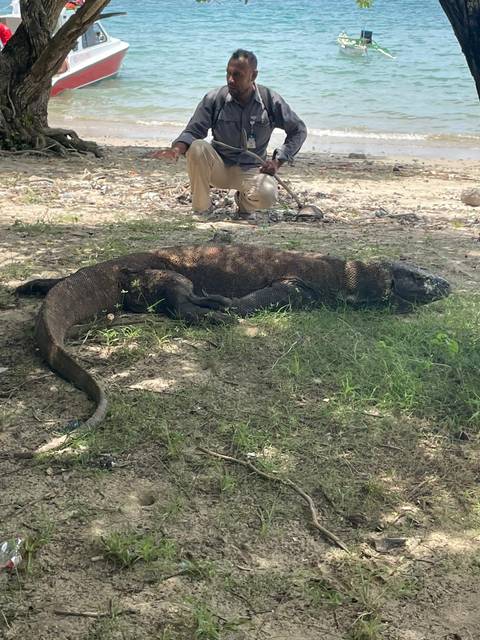       Komodo dragon resting in dappled shade on grassy ground
  