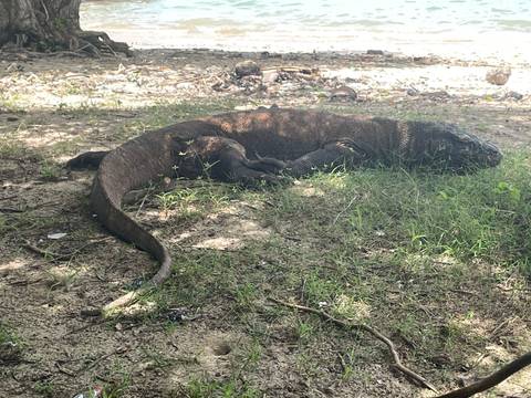       Close view of a Komodo dragon stretched across sandy ground with sparse grass.
  