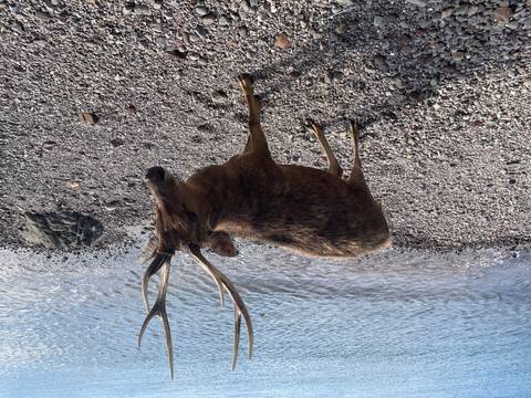       A lone deer with branching antlers stands on a stony beach beside gentle waves.
  