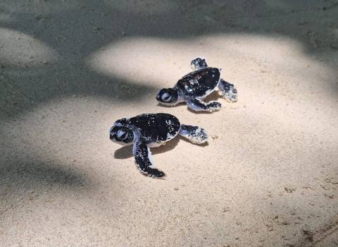       Two tiny black-and-white baby sea turtles crawl across soft beige sand in dappled sunlight.
  
