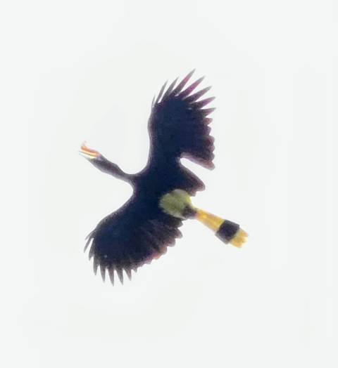       A hornbill with bright yellow bill and tail soars against an overexposed white sky.
  