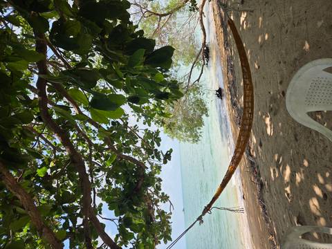       A woven hammock hangs under leafy branches beside a calm tropical beach with gentle surf.
  