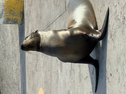       Klantbeoordelingsfoto van Galapagos – een express-avontuur – 7 dagen 
  
