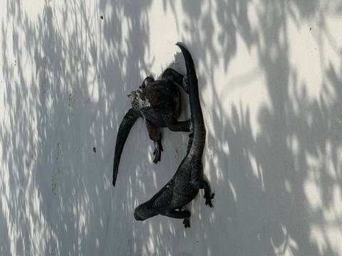       Klantbeoordelingsfoto van Galapagos – een express-avontuur – 7 dagen 
  