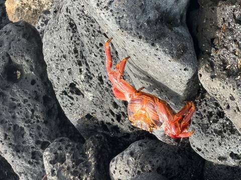       Klantbeoordelingsfoto van Galapagos – een express-avontuur – 7 dagen 
  