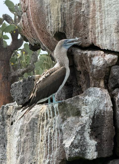       Klantbeoordelingsfoto van Galapagos – een express-avontuur – 7 dagen 
  