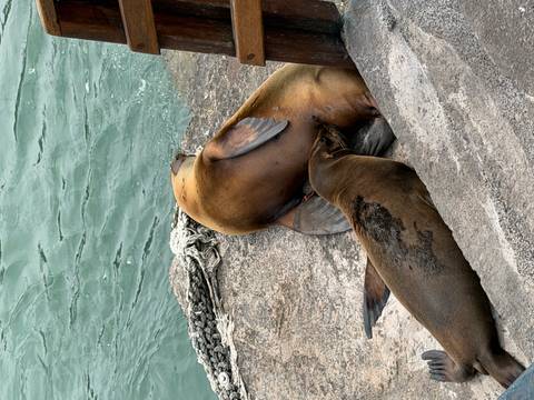       Klantbeoordelingsfoto van Galapagos – een express-avontuur – 7 dagen 
  