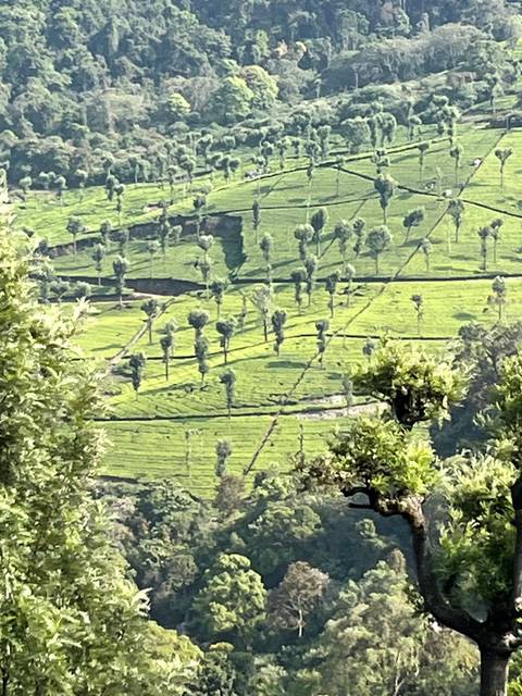       Telephoto view of stepped tea plantations with neat rows of trees on rolling green hills, slightly fuzzy.
  