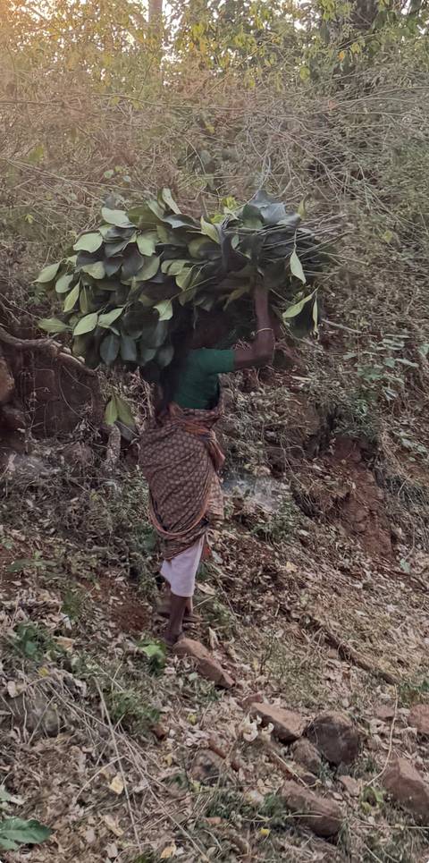       Tea worker carries a heavy bundle of leafy branches up a rugged hillside path.
  